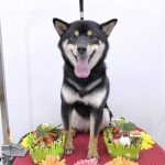 柴犬　はるちゃん