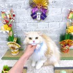 初めてご来店　ねこ　スコティッシュフォールド　ぽっぷくん　PV動画あり