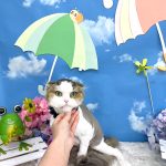 ねこ　スコティッシュフォールド　ポワロくん