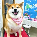 柴犬　なるちゃん