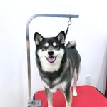 柴犬　ちまきちゃん