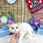 ねこ　スコティッシュフォールド　ぽっぷくん