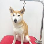 初めてご来店　柴犬　もかちゃん