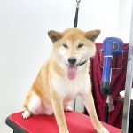 初めてご来店　柴犬　ロビンくん