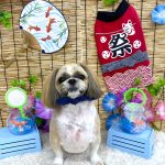 シーズー犬　陸くん　シルクパック　炭酸泉入浴