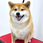 柴犬　なるちゃん