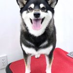 柴犬　ちまきちゃん