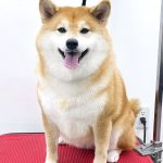 柴犬　なるちゃん