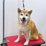 初めてご来店　柴犬　シャルくん