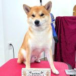 柴犬　happyくん