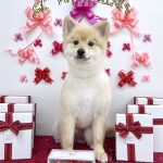ポメラニアン　はちみつくん