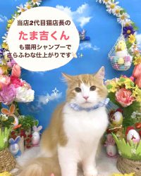 2代目ネコ店長　たま吉より　ねこ専用シャンプーの宣伝　（ゾイック N キャッツ）
